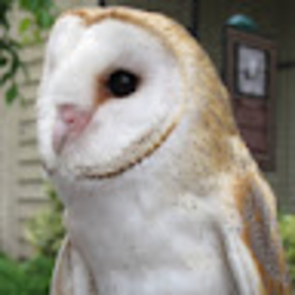 Meet your Posher, Joseph - Picture 1 of 1